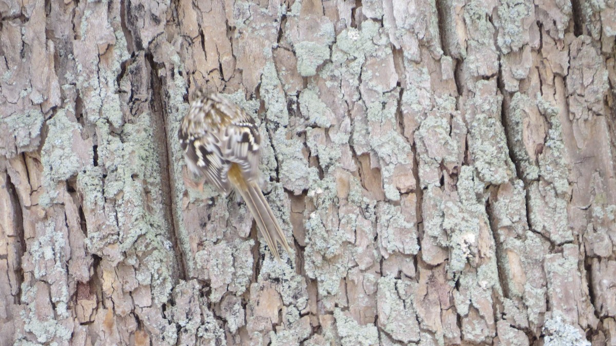 Brown Creeper - ML415908801