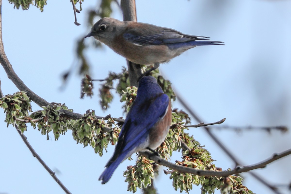 Western Bluebird - ML415909041