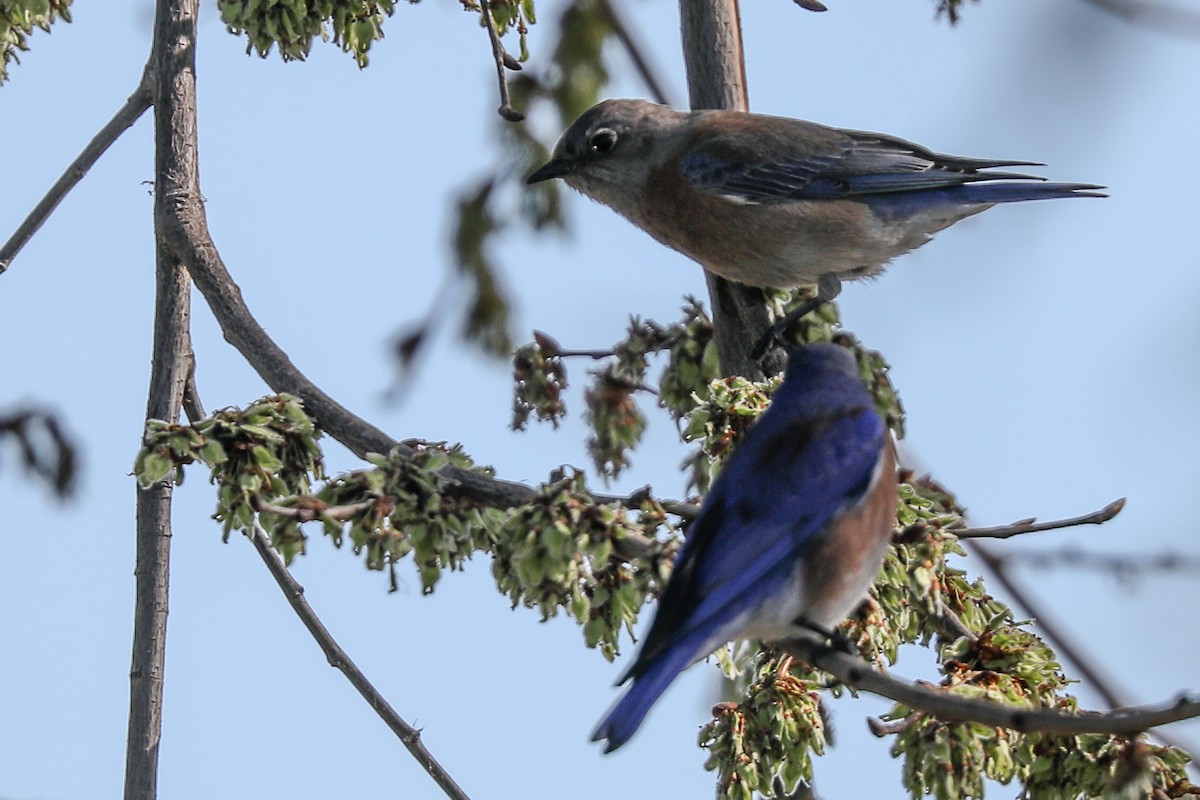 Western Bluebird - ML415909051