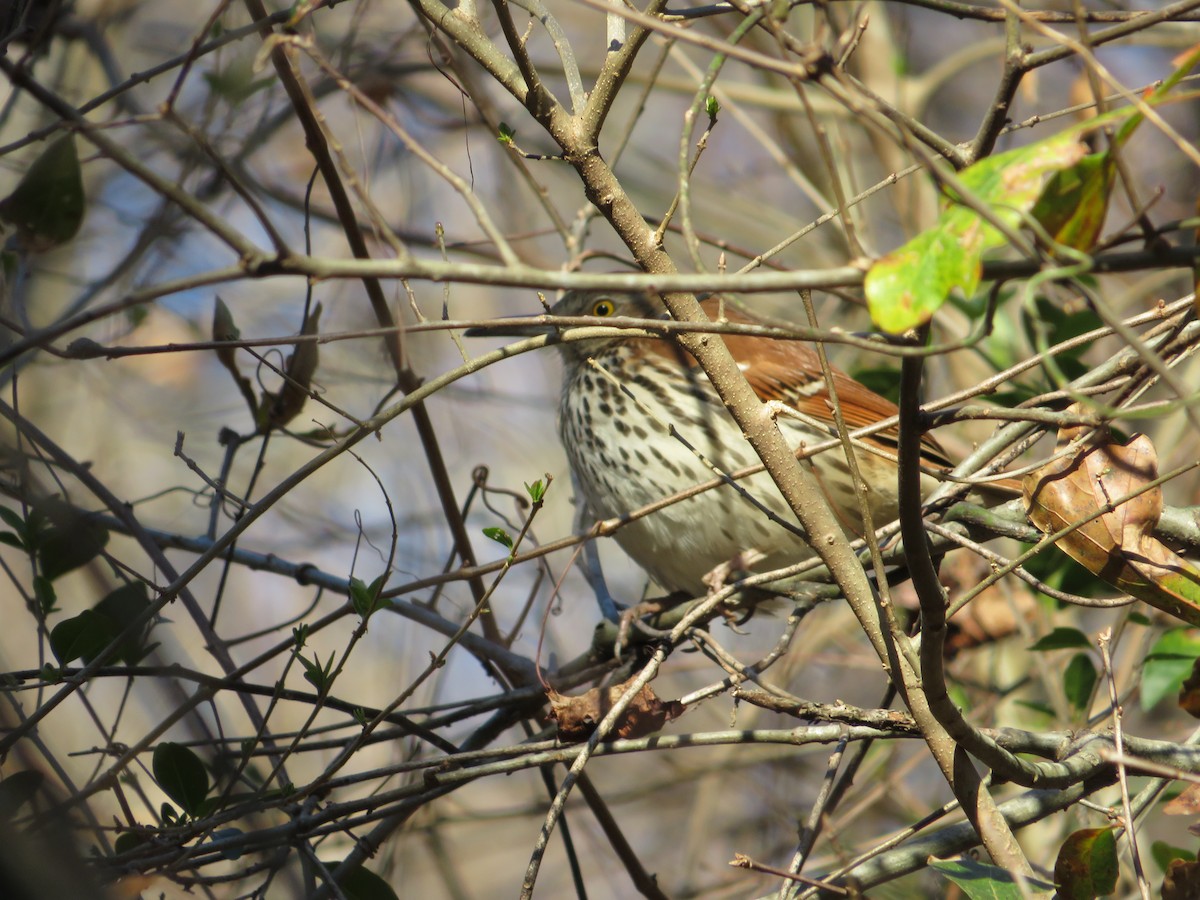 Brown Thrasher - ML415909341