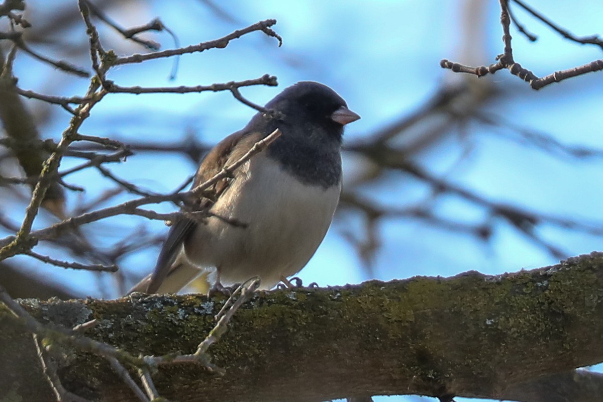 Dark-eyed Junco - ML415910371