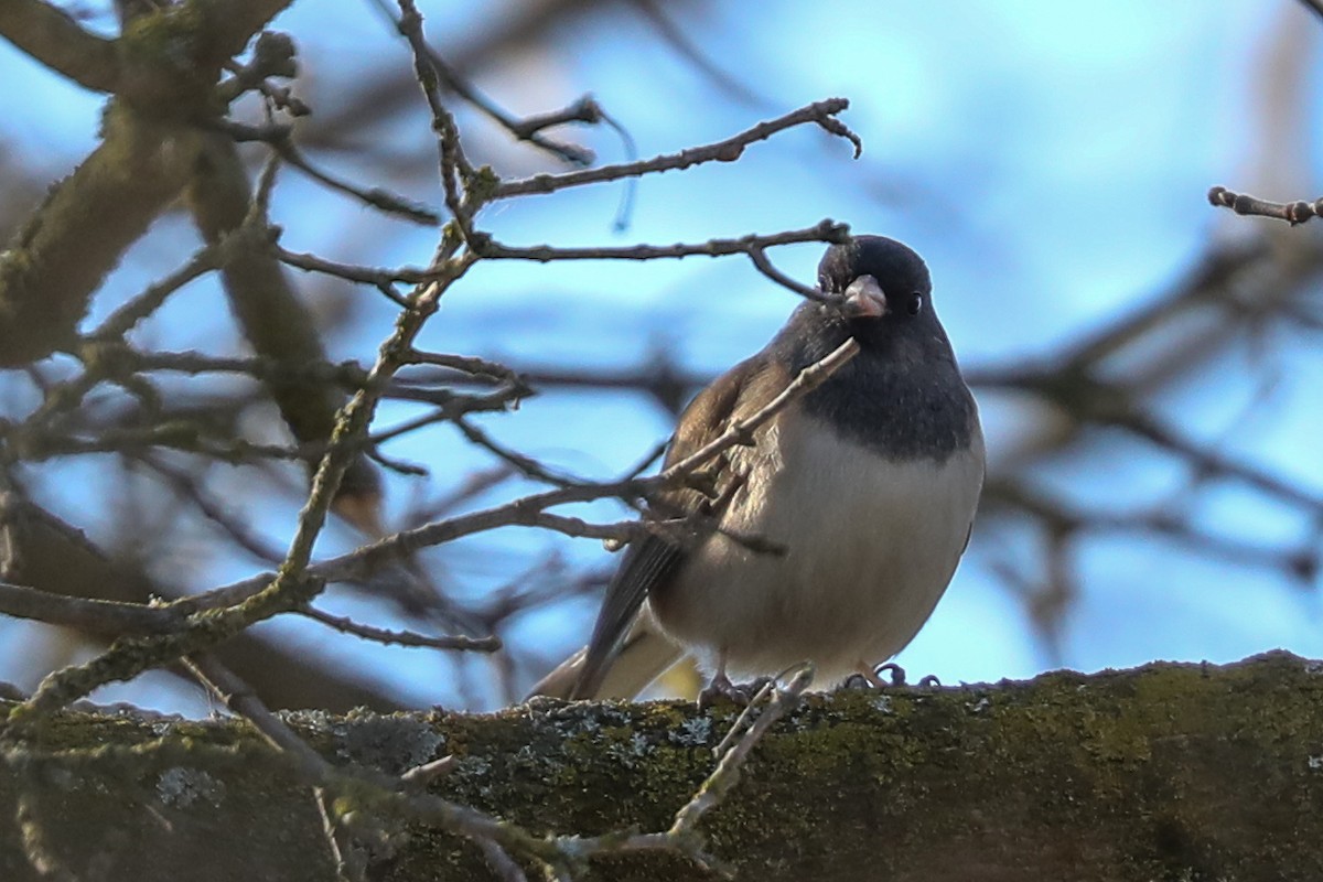 Dark-eyed Junco - ML415910381