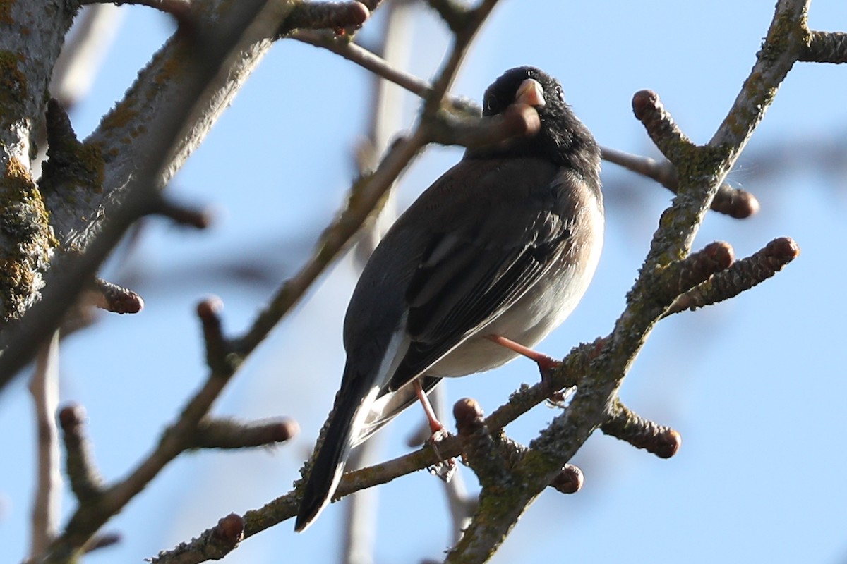 Dark-eyed Junco - ML415910391