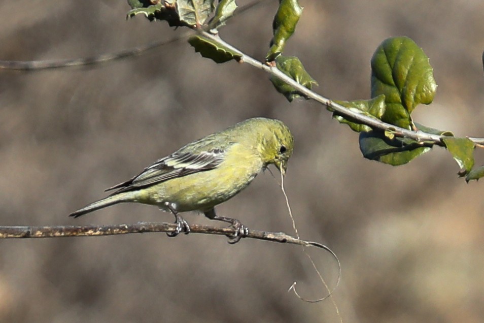 Lesser Goldfinch - ML415910631