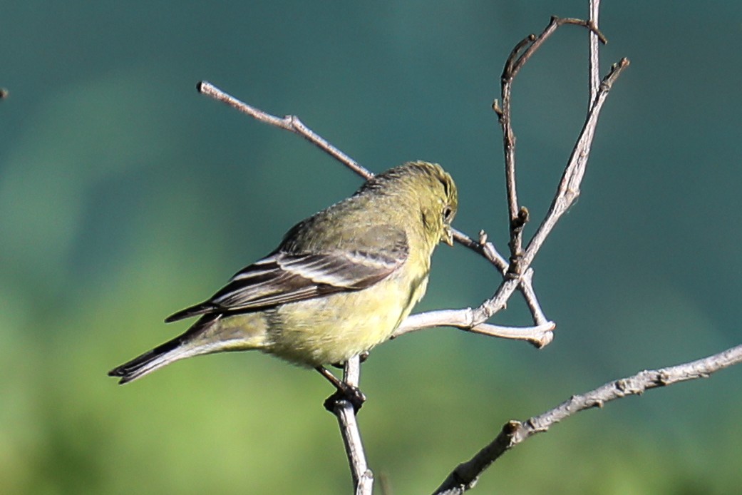 Lesser Goldfinch - ML415910641