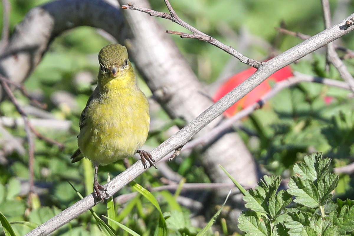 Lesser Goldfinch - ML415910651