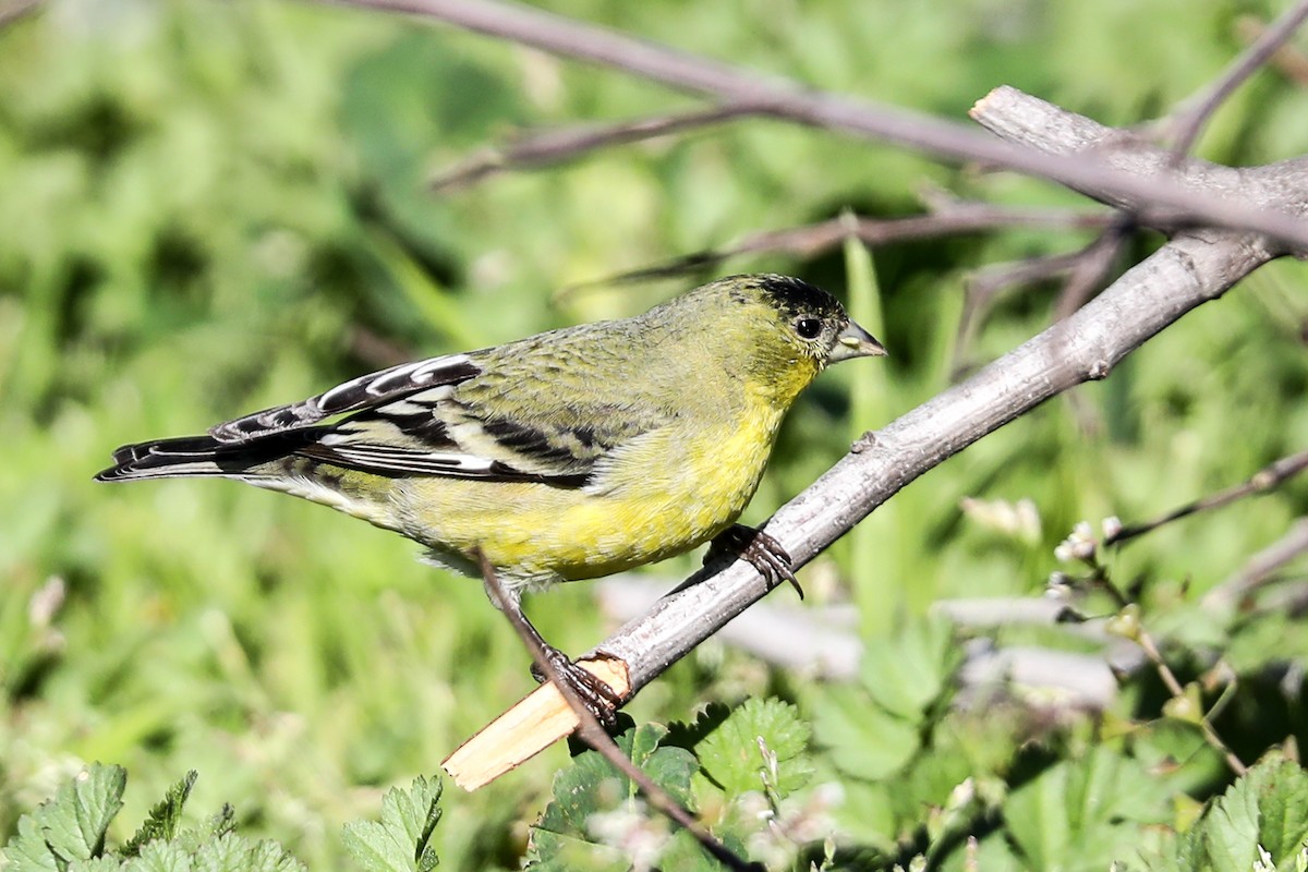 Lesser Goldfinch - ML415910661