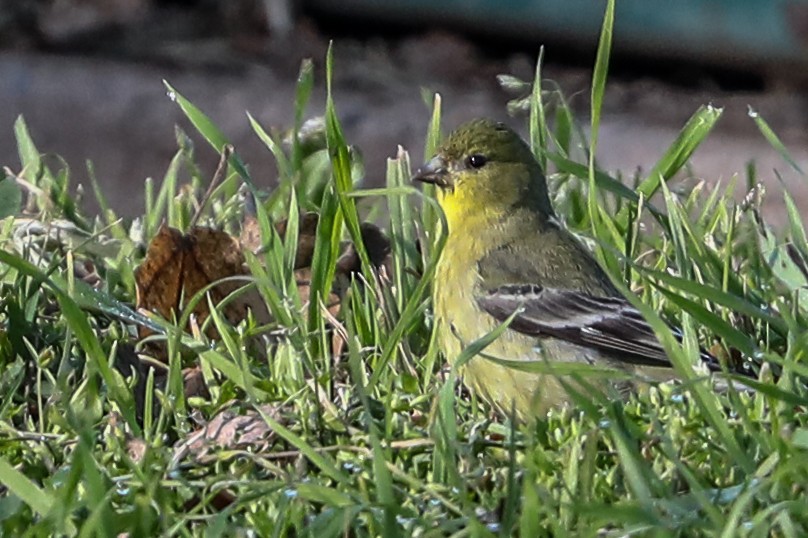 Lesser Goldfinch - ML415910681