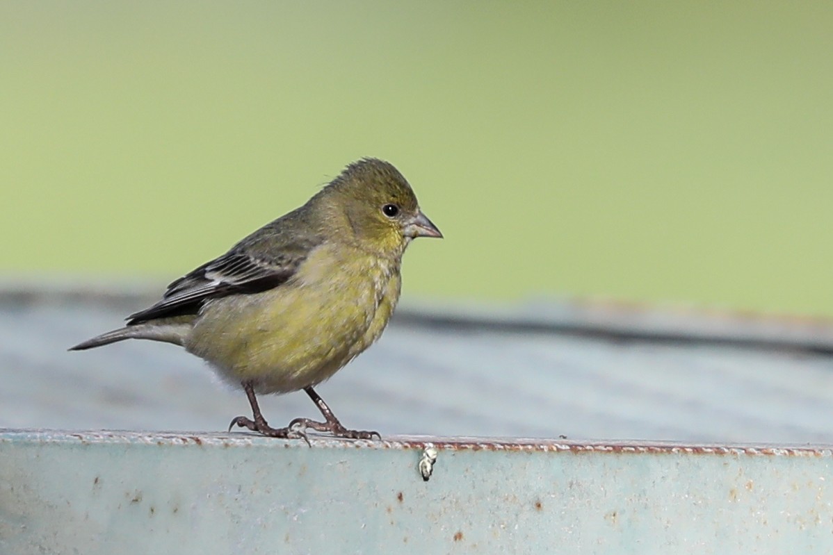 Lesser Goldfinch - ML415910701