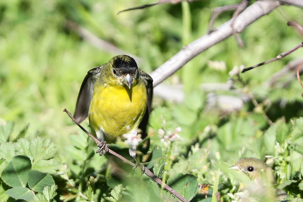 Lesser Goldfinch - ML415910711
