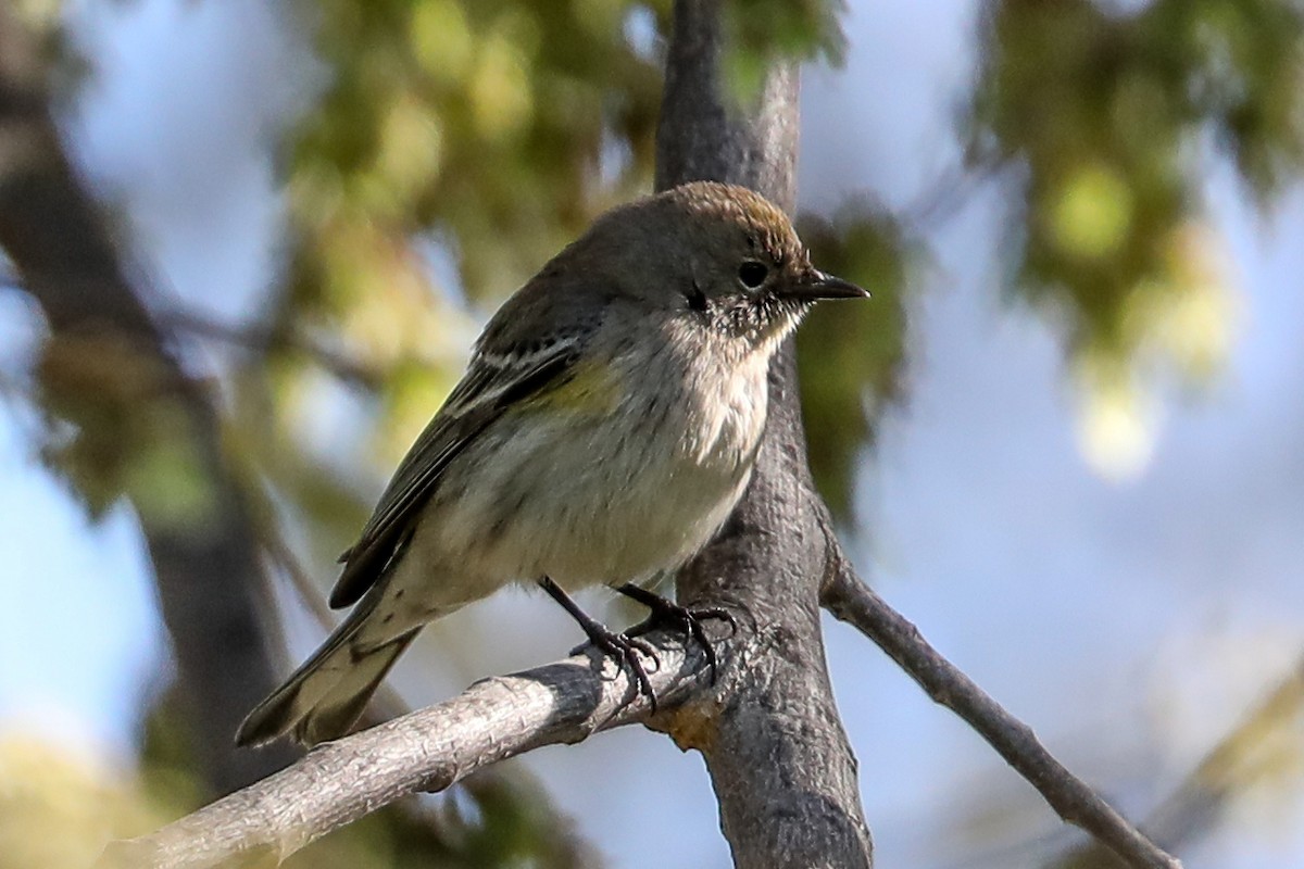Lesser Goldfinch - ML415910751