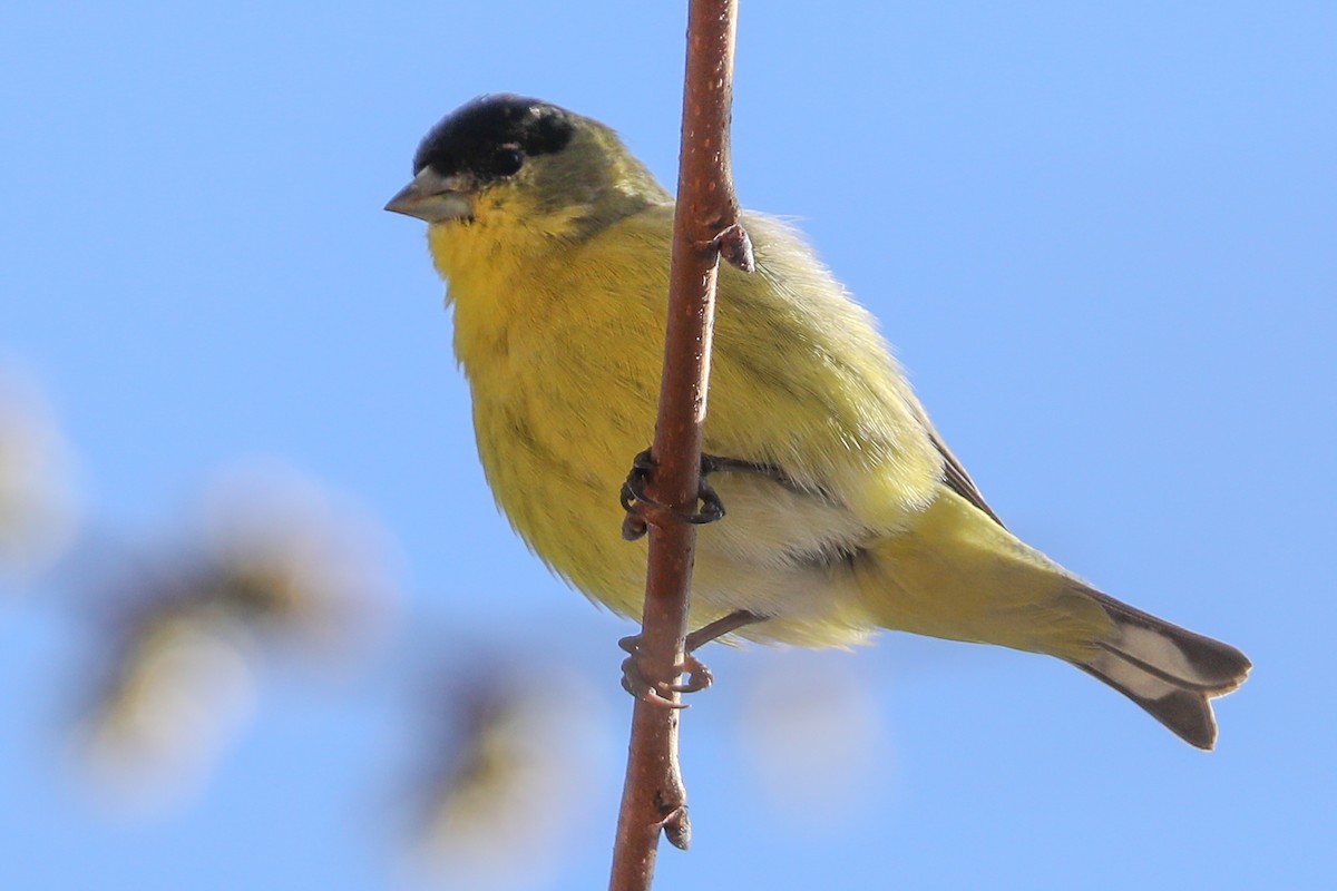 Lesser Goldfinch - ML415910761