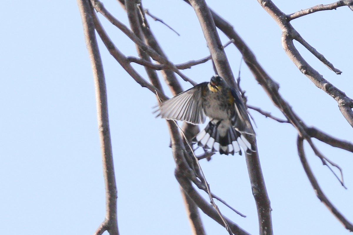 Yellow-rumped Warbler - ML415910911