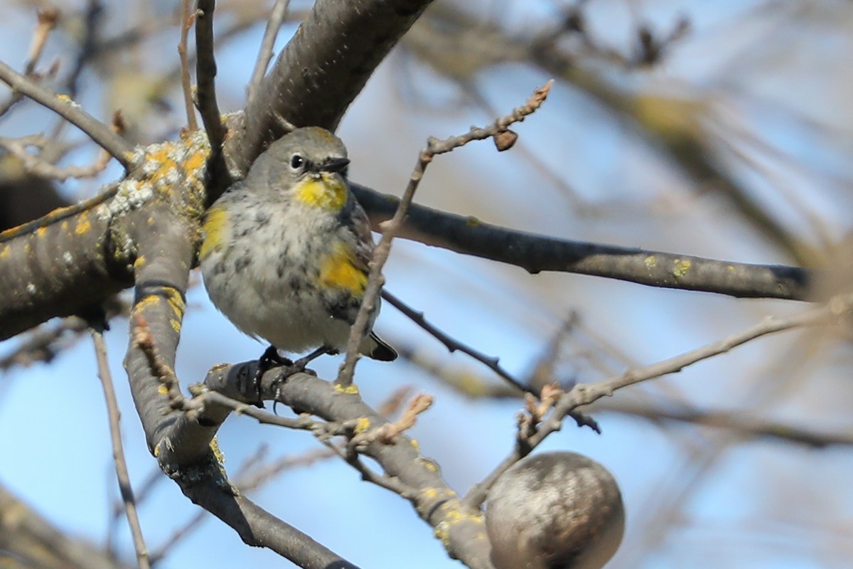Yellow-rumped Warbler - ML415910931