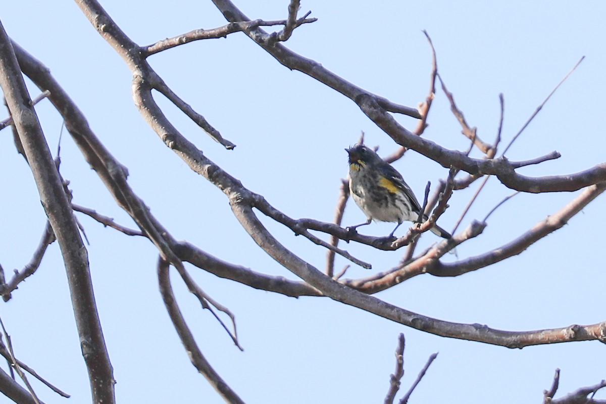 Yellow-rumped Warbler - ML415910941