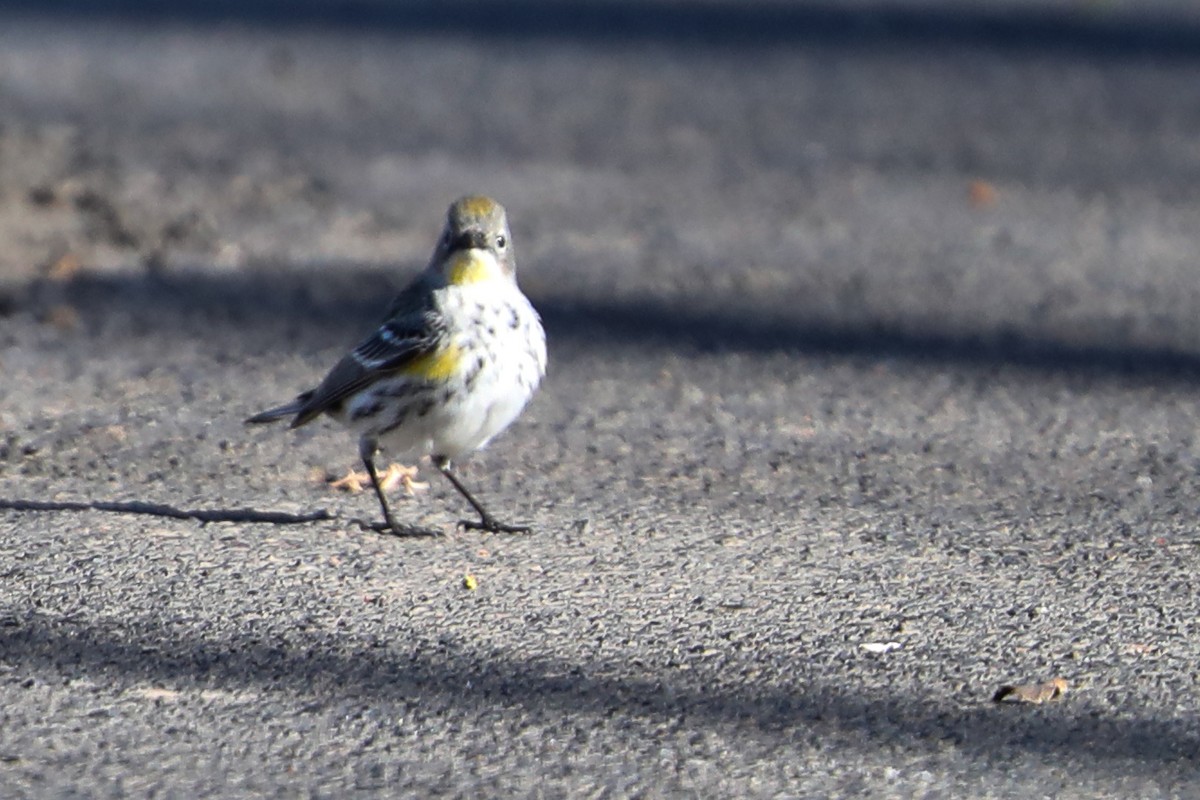 Yellow-rumped Warbler - ML415910961