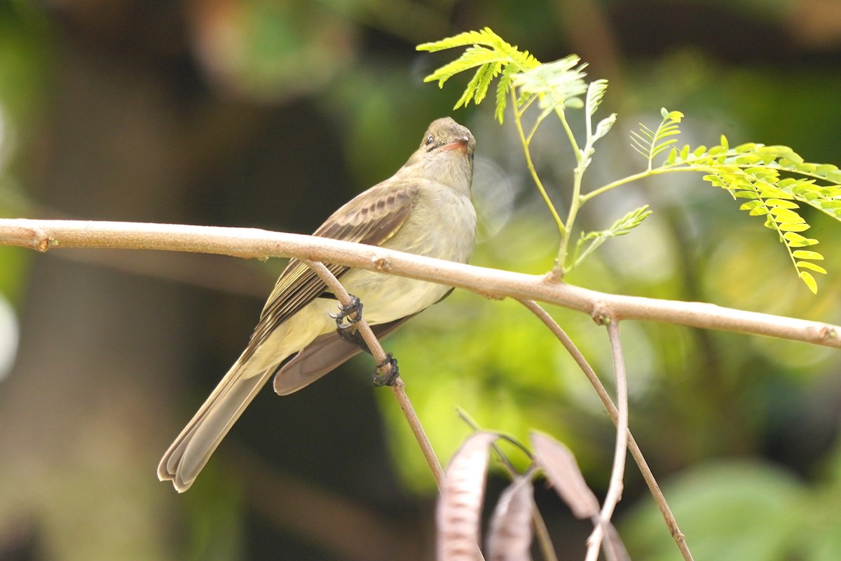 Caribbean Elaenia - Luis Carlos García Mejía