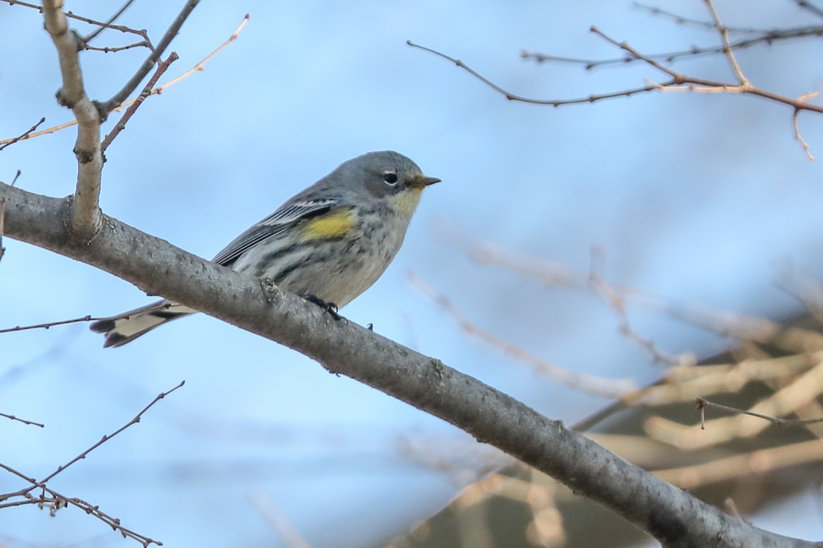 Yellow-rumped Warbler - ML415911001