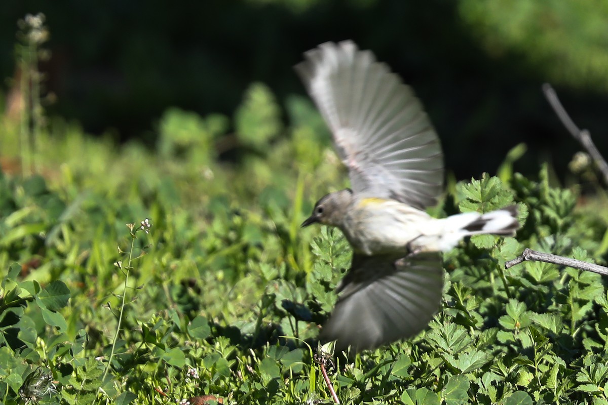 Yellow-rumped Warbler - ML415911021