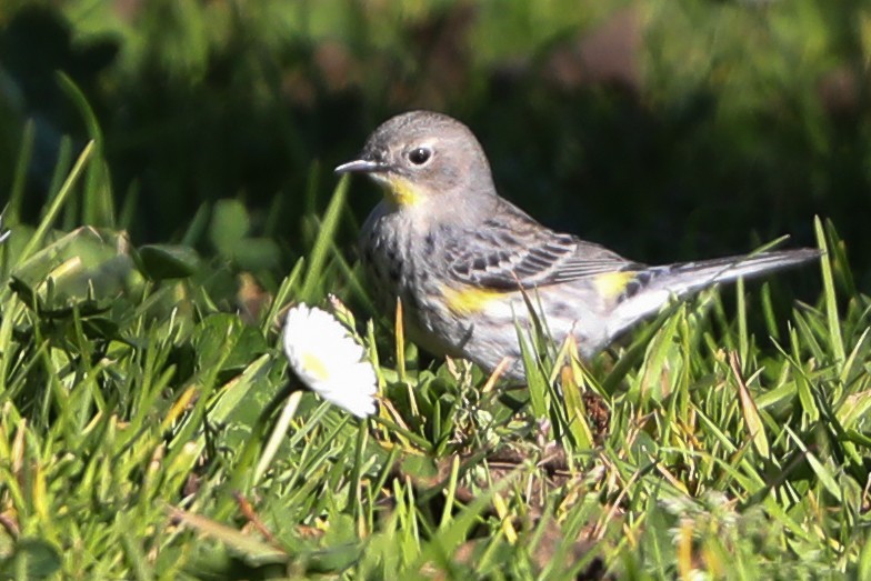 Yellow-rumped Warbler - ML415911031