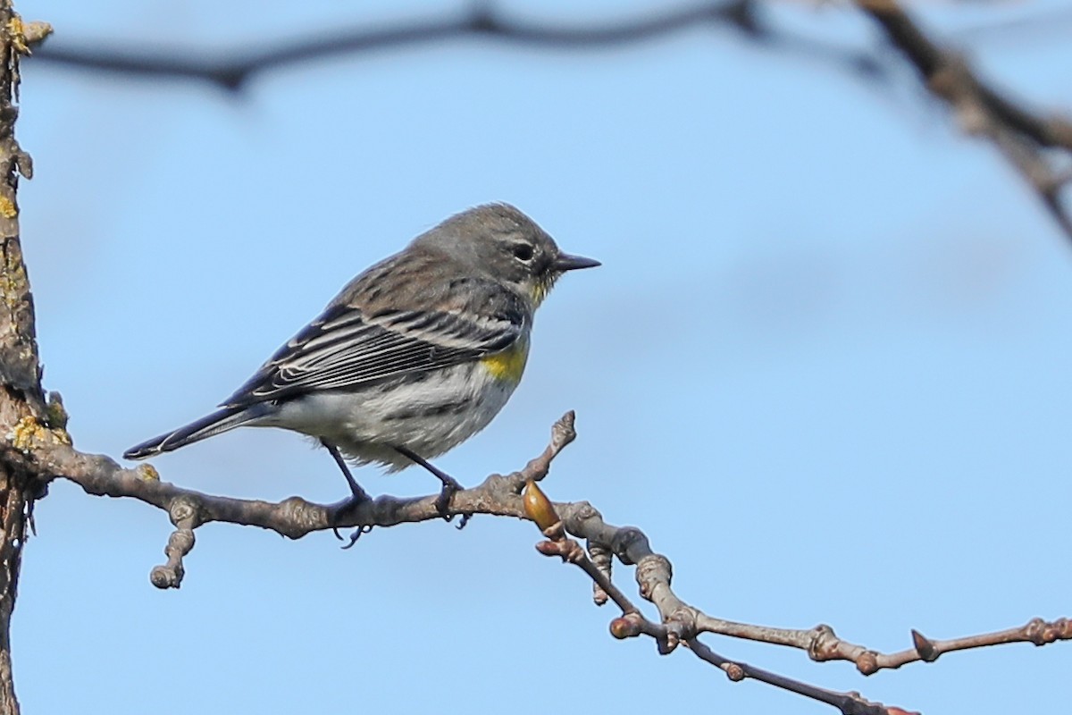 Yellow-rumped Warbler - ML415911041
