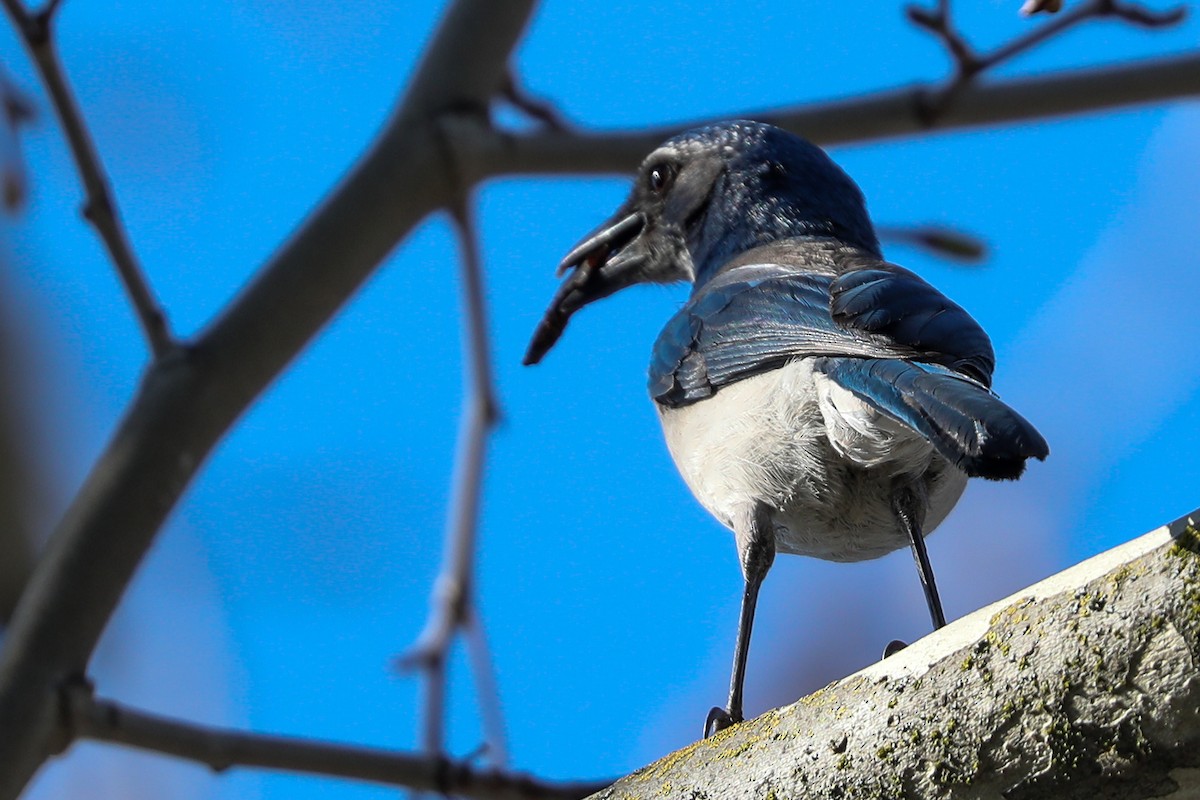 California Scrub-Jay - ML415911121