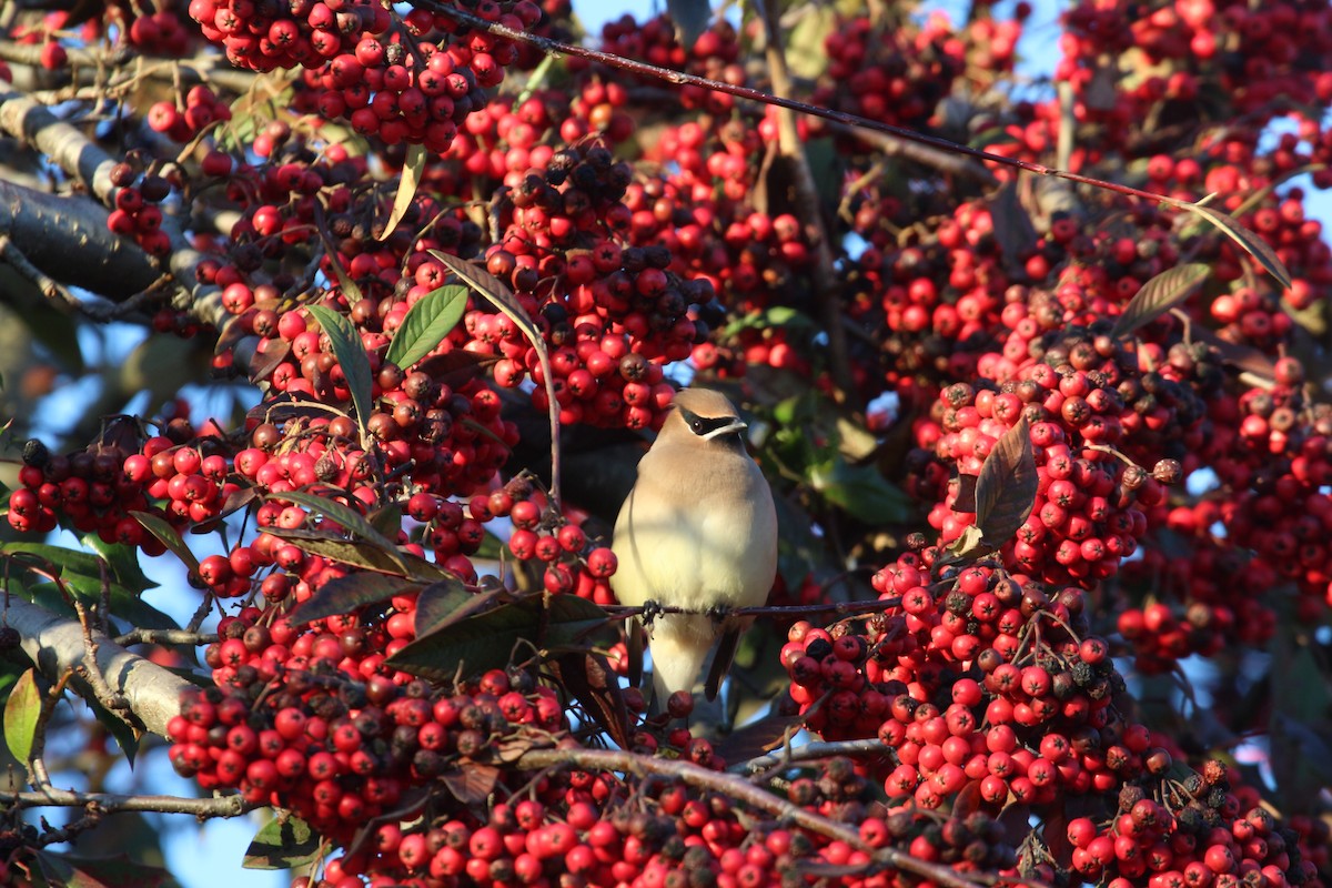 Cedar Waxwing - ML415911741