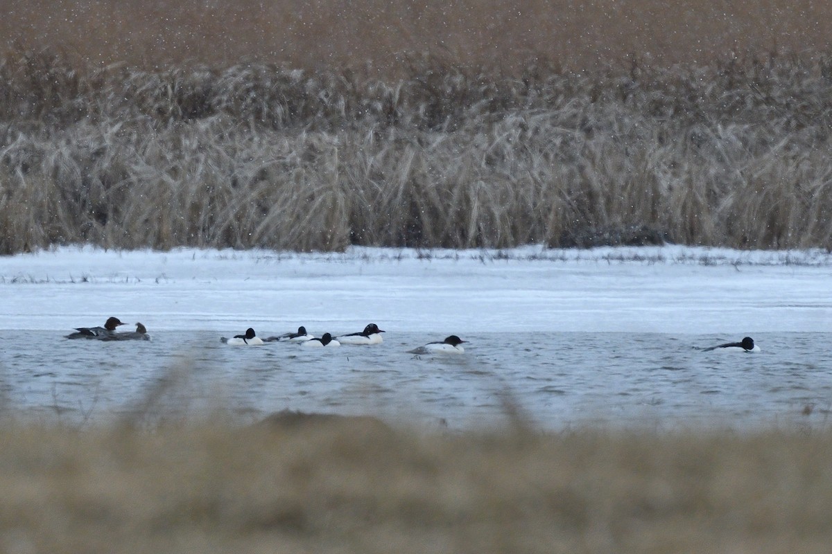 Common Merganser (North American) - ML415911811