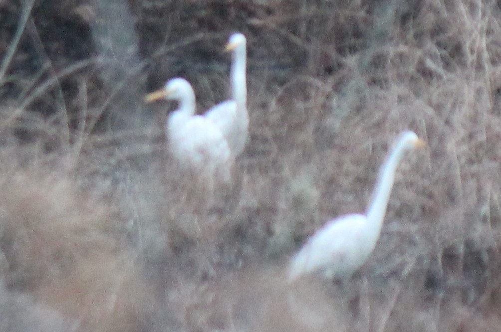 Great Egret - ML415912431