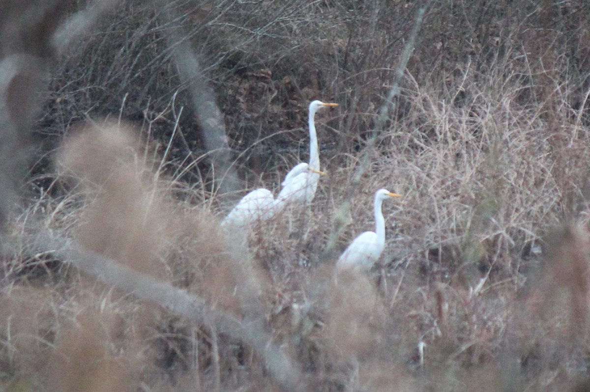 Great Egret - ML415912461