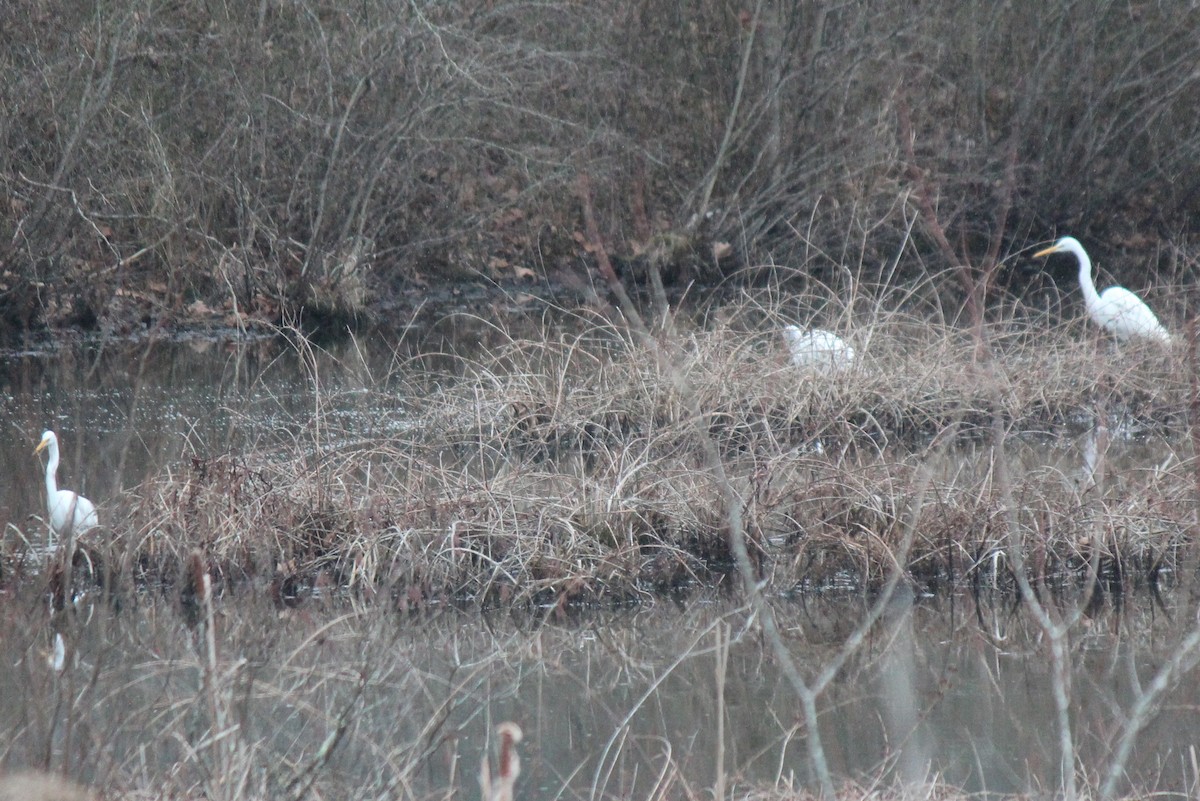 Great Egret - ML415912581