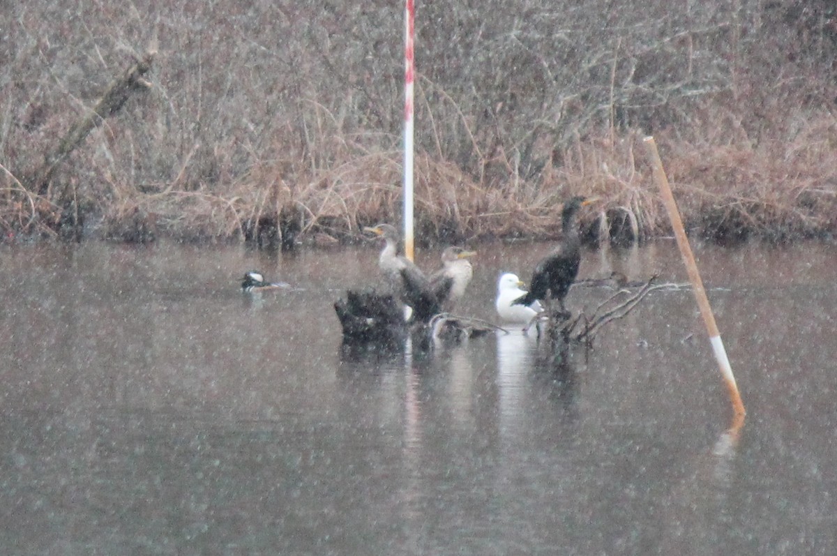Double-crested Cormorant - ML415912631