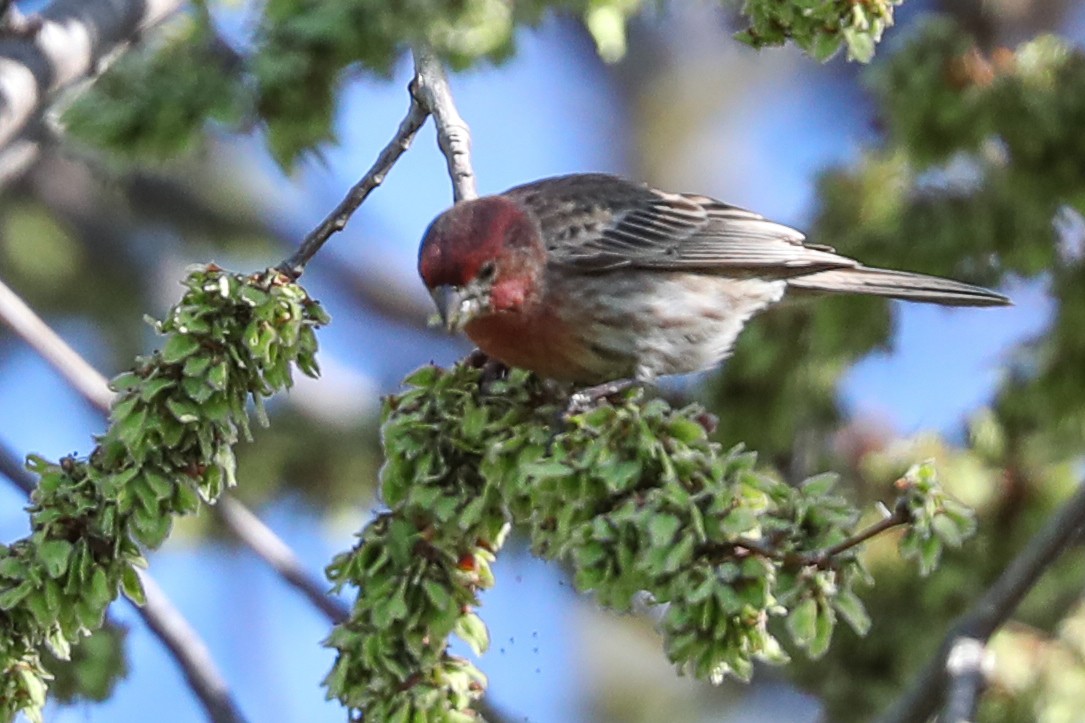 House Finch - ML415912821
