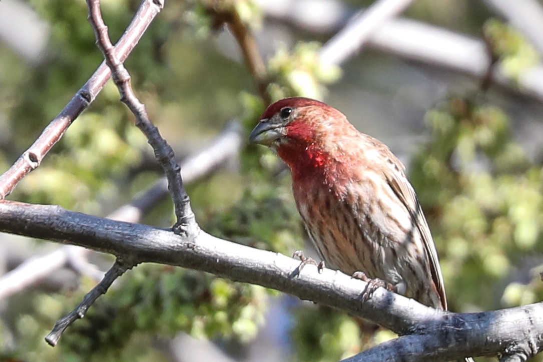 House Finch - ML415912831