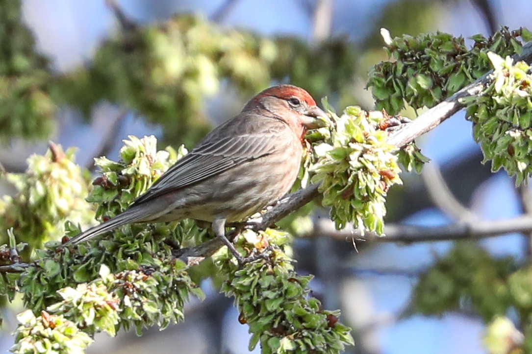 House Finch - ML415912841