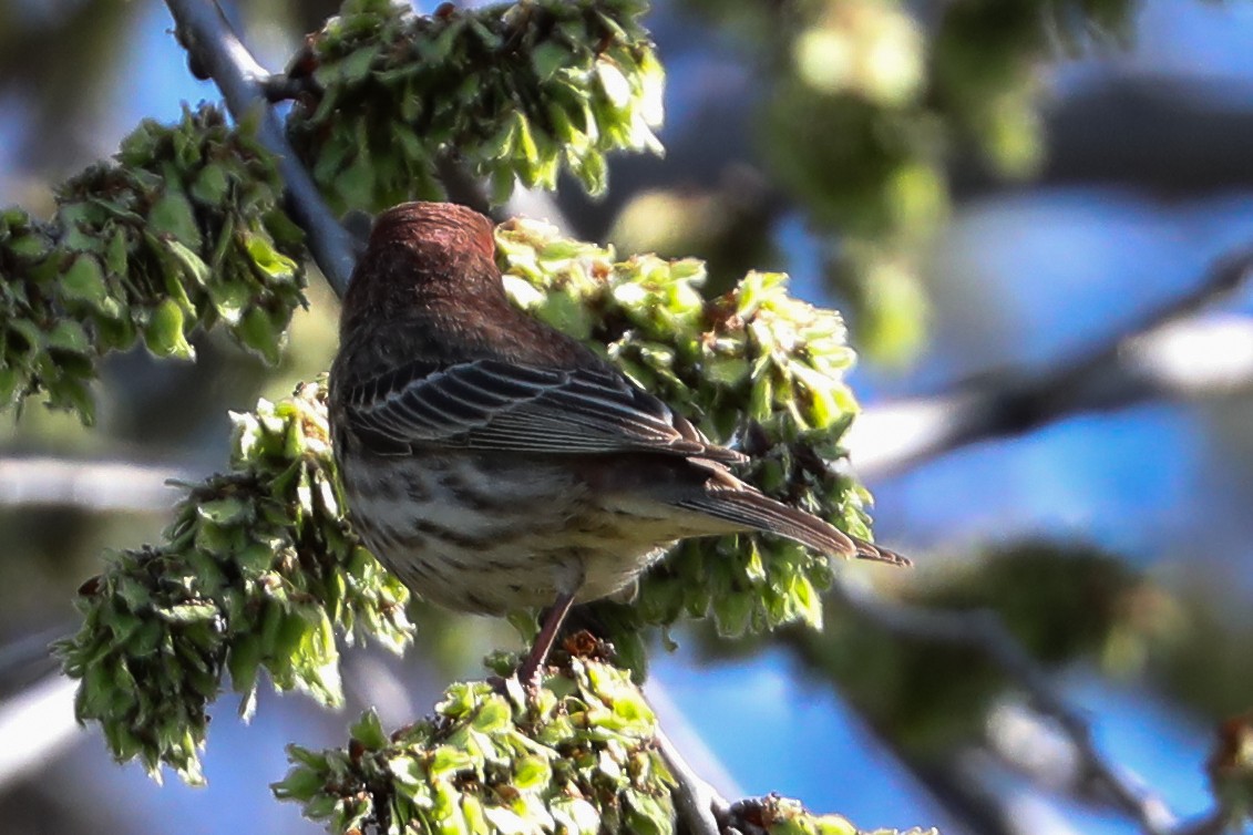 House Finch - ML415912851