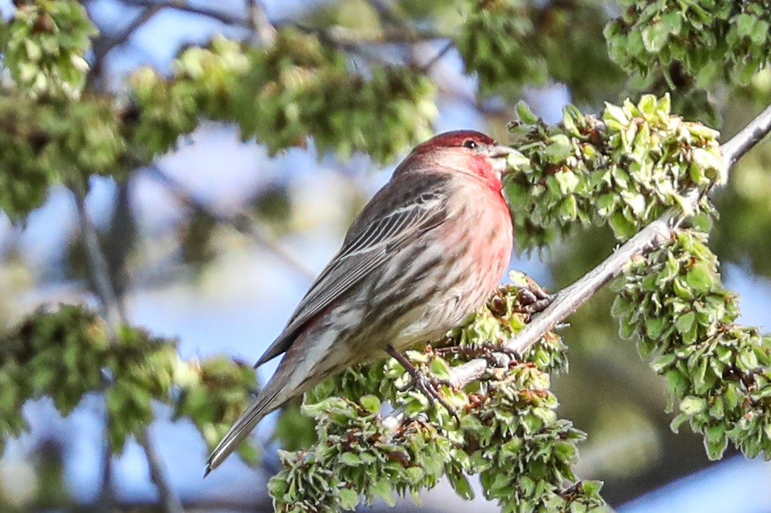 House Finch - ML415912861