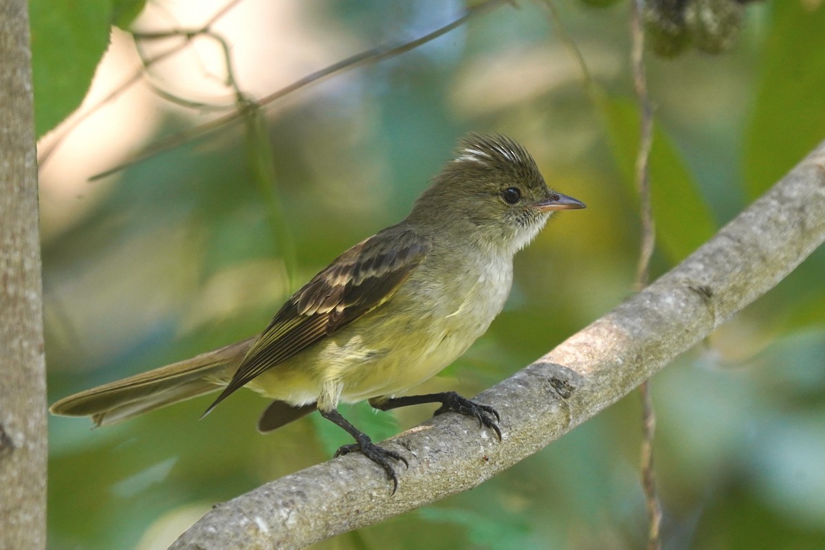 Caribbean Elaenia - Luis Carlos García Mejía