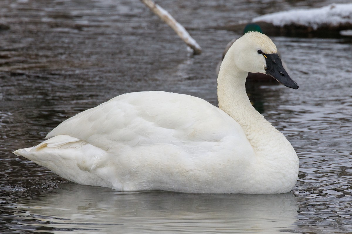 Tundra Swan - Chris Caprette