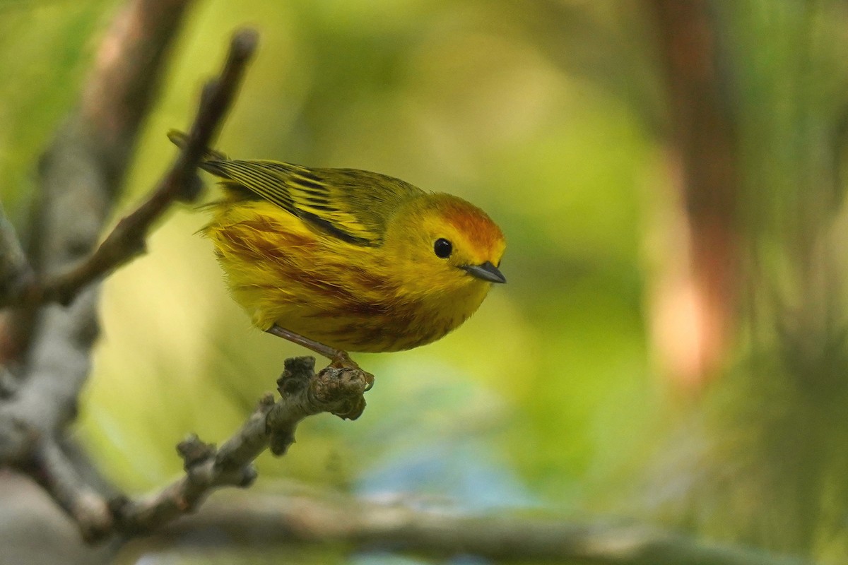 Yellow Warbler - Luis Carlos García Mejía