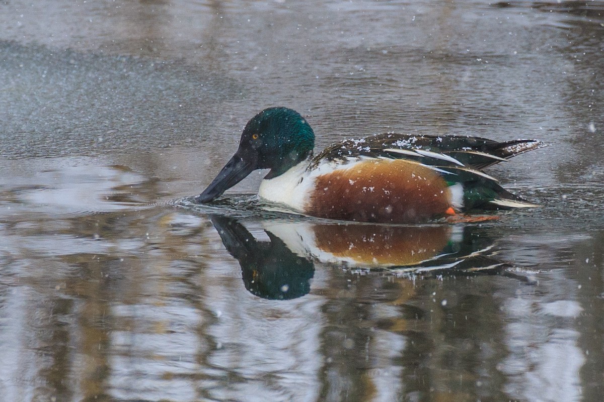 Northern Shoveler - Chris Caprette