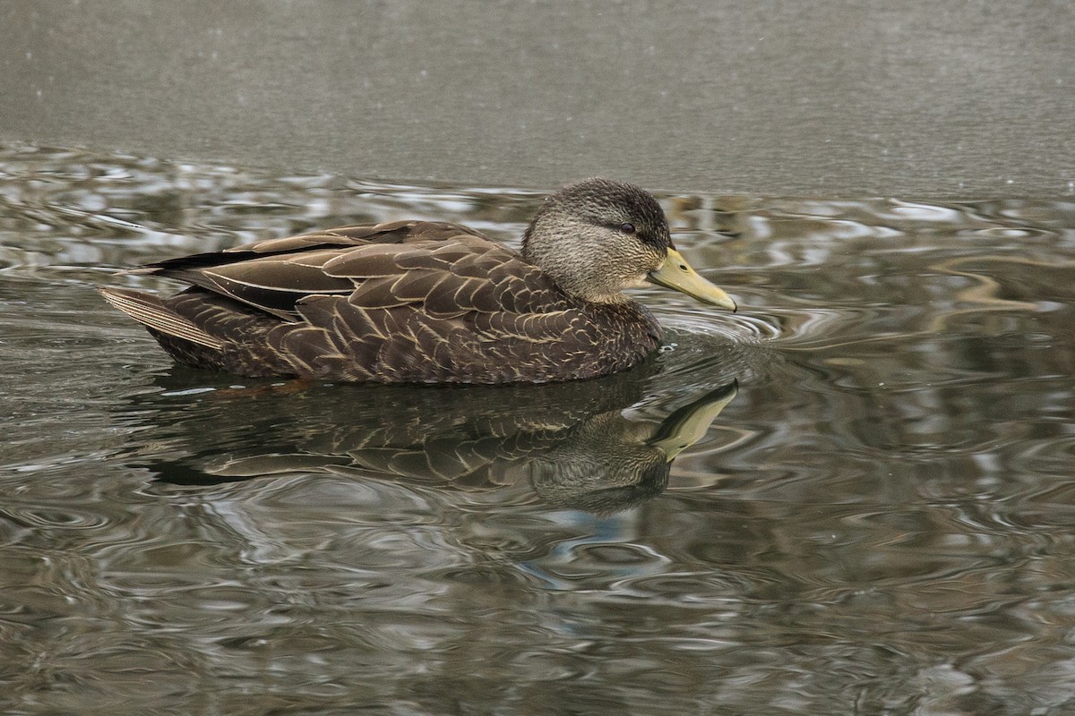 American Black Duck - ML415915051