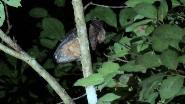 Tawny-bellied Screech-Owl - ML415915831