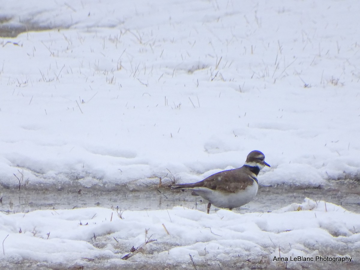 Killdeer - ML415915851