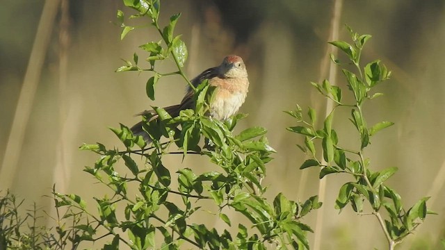 Freckle-breasted Thornbird - ML415916791