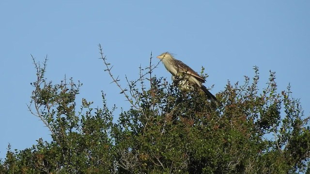 Guira Cuckoo - ML415916901