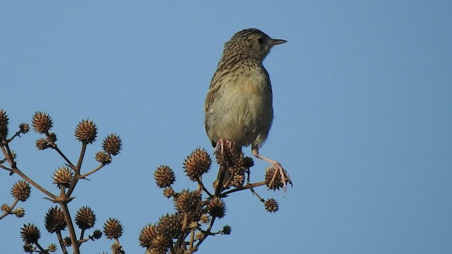 Hellmayr's Pipit - ML415917091