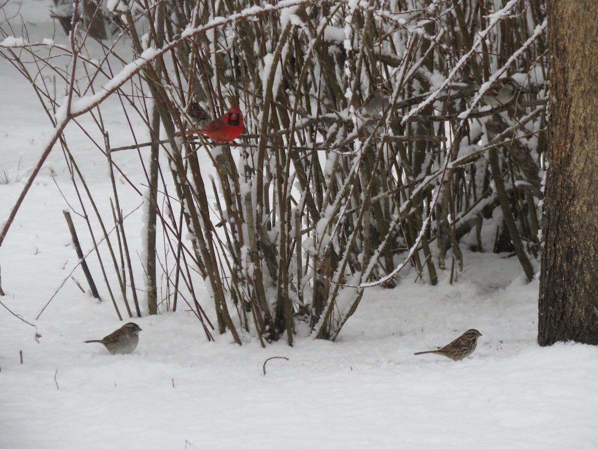 Northern Cardinal - ML415917111