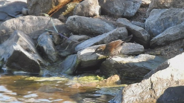 Sharp-tailed Streamcreeper - ML415917171