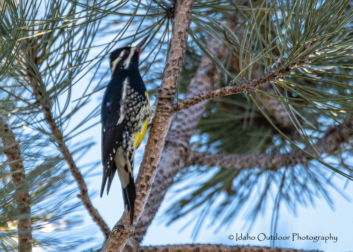 Williamson's Sapsucker - ML415917351